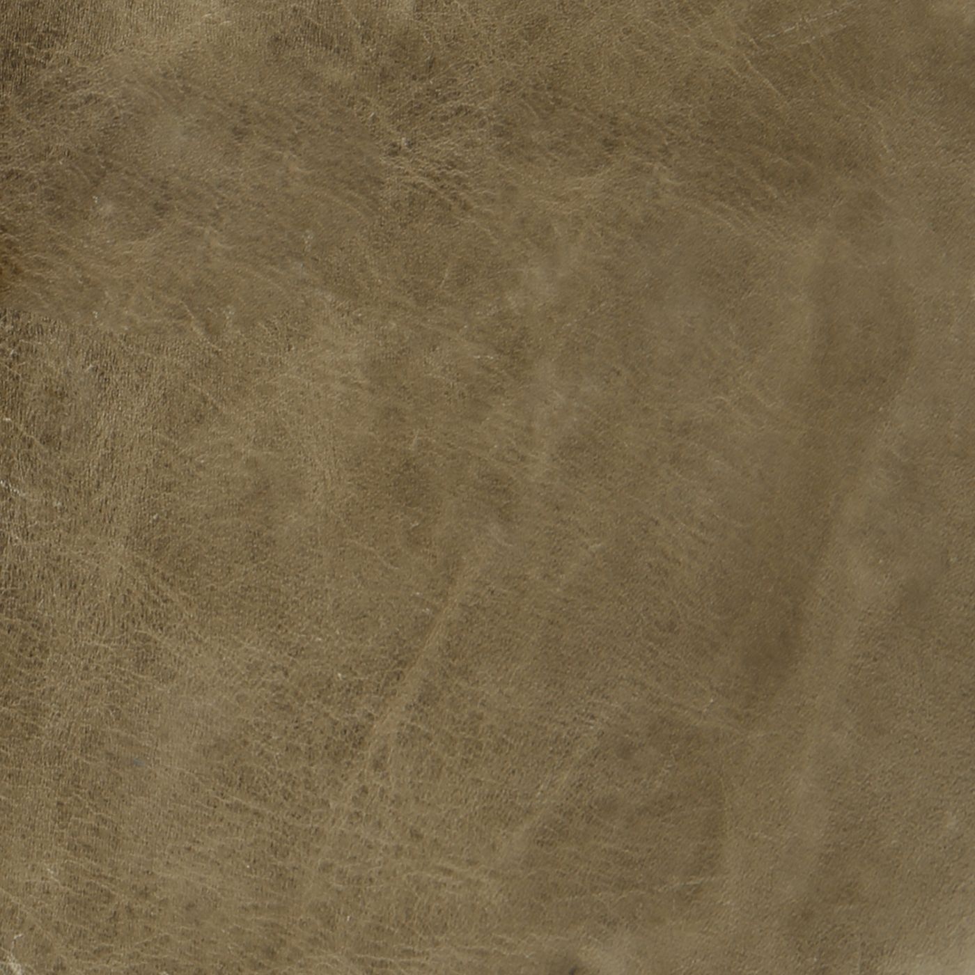 Berkshire_Camel_1400.jpg