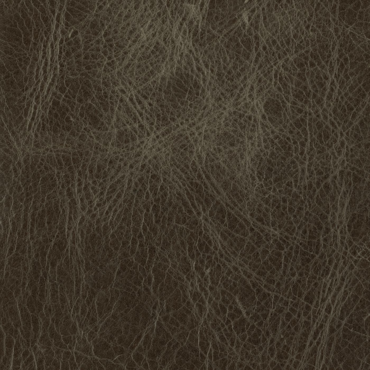 Cambridge_Mink_1400.jpg
