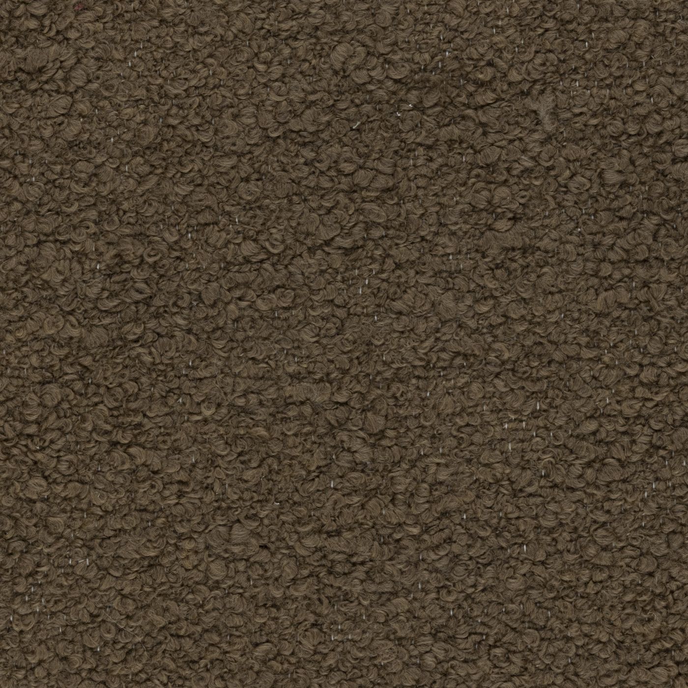 Omares_Camel.jpg