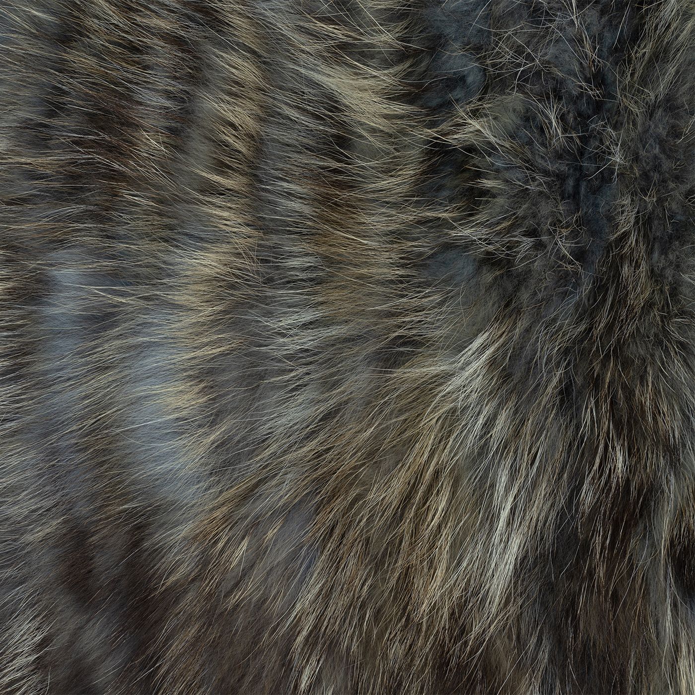 Racoon Jeans