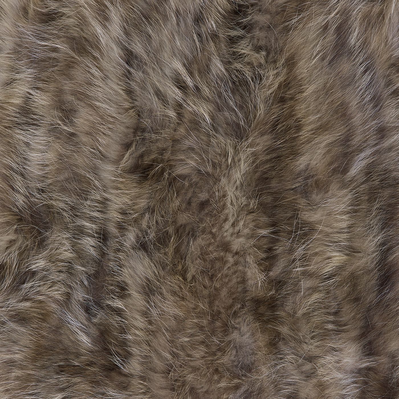 Racoon_Natural_1400.jpg